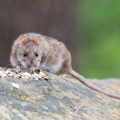 a norway rat outside
