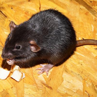 a roof rat