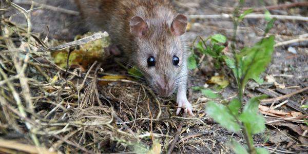 Norway Rat